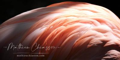 Photo by Mathieu Chiasson