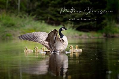 Photo by Mathieu Chiasson