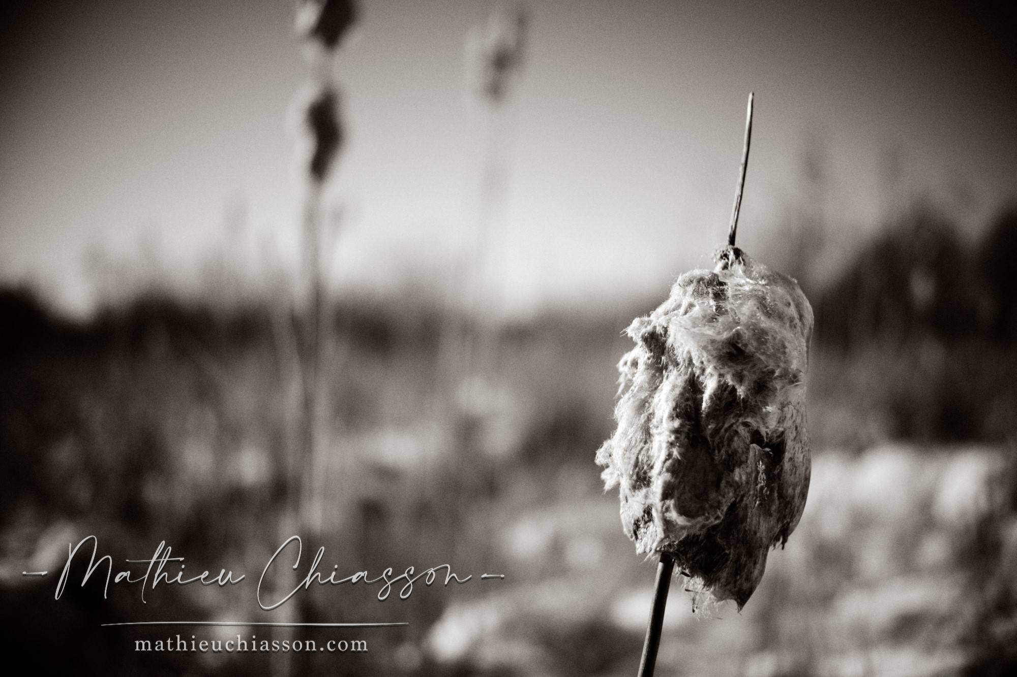 Photo by Mathieu Chiasson